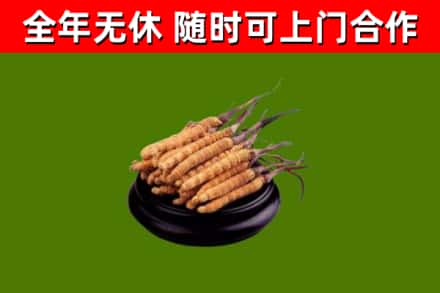 凤岗镇回收散虫草